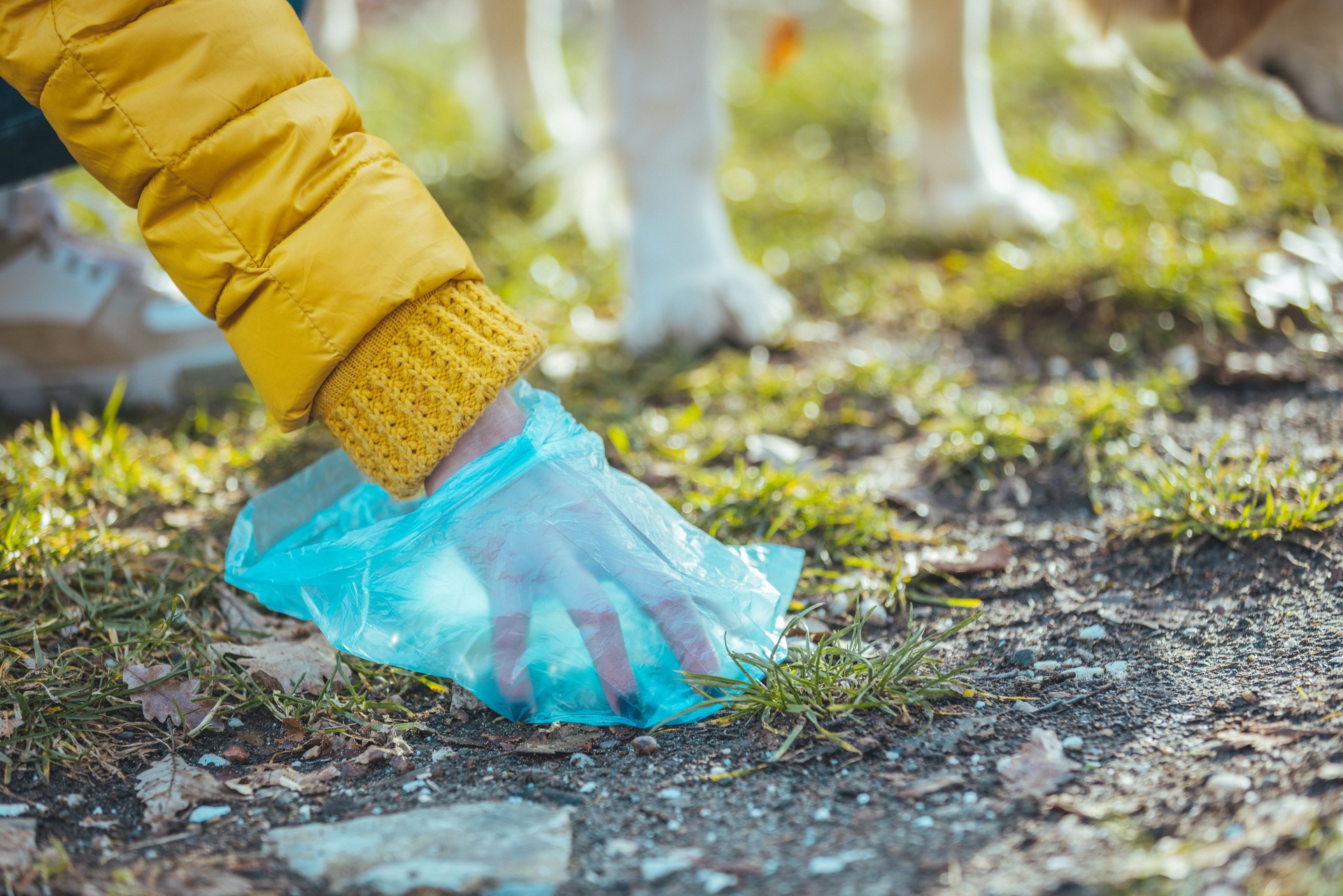 Owner Clearing Dog Mess With Pooper Scooper